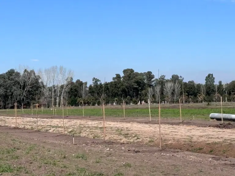 Forestacion del barrio.