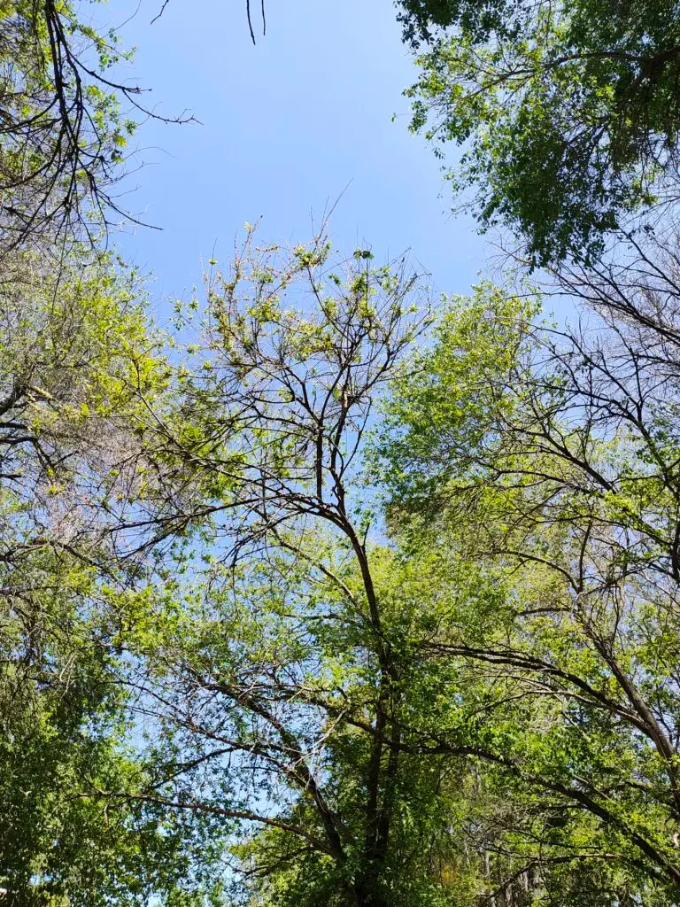 Brotes de arboles de ingreso a La Eugenia