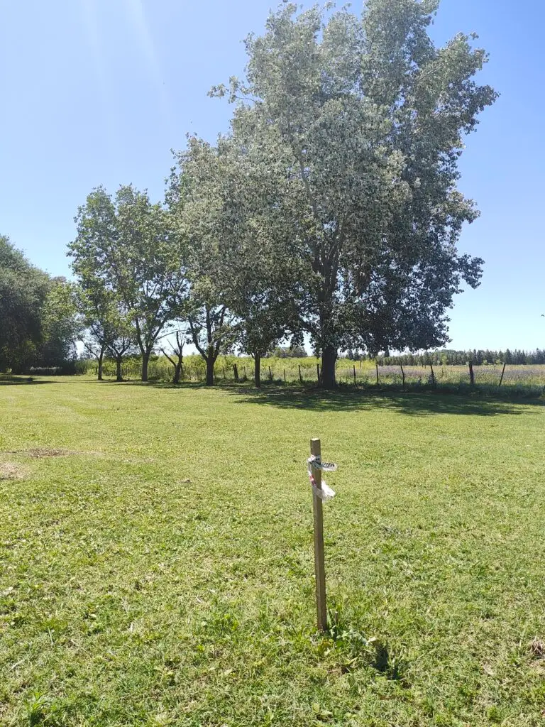 Vista de los alamos en la futura plaza