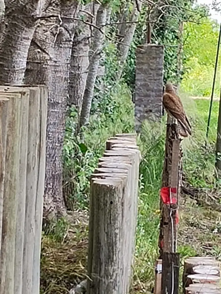 Chimango en la entrada de La Eugenia