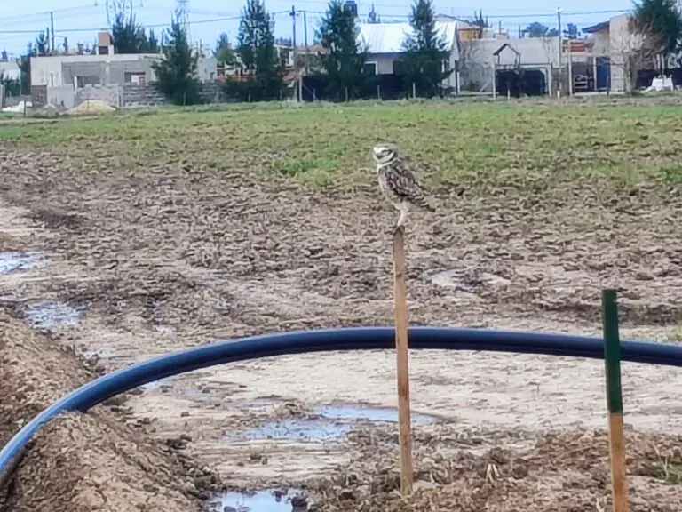 Nuestros queridos cabure.